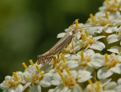 Isophrictis striatella by (c) Ettore Balocchi, some rights reserved (CC BY). Used under a CC-BY license.