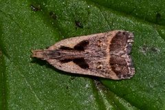 Dichomeris bilobella by (c) Patrick Hanly, some rights reserved (CC BY), uploaded by Patrick Hanly. Used under a CC-BY license.