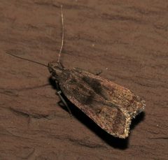 Dichomeris leuconotella by (c) Nick Block, some rights reserved (CC BY), uploaded by Nick Block. Used under a CC-BY license.