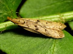 Dichomeris punctipennella by (c) Katja Schulz, some rights reserved (CC BY). Used under a CC-BY license.
