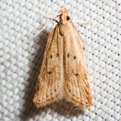 Helcystogramma badia by (c) Ken-ichi Ueda, some rights reserved (CC BY). Used under a CC-BY license.