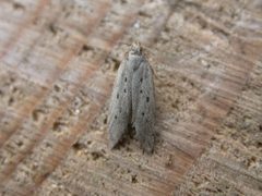 Athrips mouffetella by (c) Donald Hobern, some rights reserved (CC BY). Used under a CC-BY license.