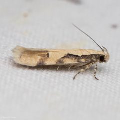 Chionodes xanthophilella by (c) Ken-ichi Ueda, some rights reserved (CC BY), uploaded by Ken-ichi Ueda. Used under a CC-BY license.