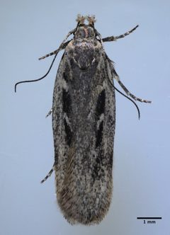 Filatima obidenna by (c) Don Loarie, some rights reserved (CC BY). Used under a CC-BY license.