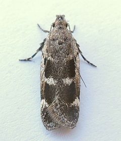 Filatima obidenna by (c) jimeckert49, some rights reserved (CC BY). Used under a CC-BY license.