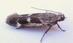 Filatima obidenna by (c) jimeckert49, some rights reserved (CC BY). Used under a CC-BY license.