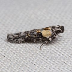 Gnorimoschema coquillettella by (c) Ken-ichi Ueda, some rights reserved (CC BY), uploaded by Ken-ichi Ueda. Used under a CC-BY license.