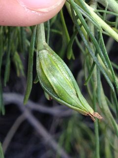 Gnorimoschema octomaculella by (c) Ken-ichi Ueda, some rights reserved (CC BY), uploaded by Ken-ichi Ueda. Used under a CC-BY license.