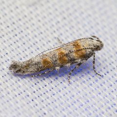 Gnorimoschema octomaculella by (c) Ken-ichi Ueda, some rights reserved (CC BY), uploaded by Ken-ichi Ueda. Used under a CC-BY license.
