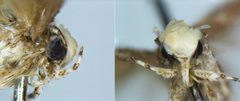 Neopalpa donaldtrumpi by (c) 
Dr. Vazrick Nazari, some rights reserved (CC BY). Used under a CC-BY license.