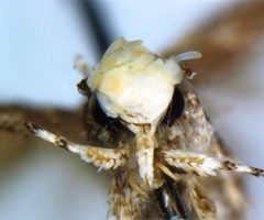 Neopalpa by (c) Dr. Vazrick Nazari, some rights reserved (CC BY). Used under a CC-BY license.