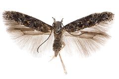 Neopalpa by (c) Vazrick Nazari, some rights reserved (CC BY). Used under a CC-BY license.