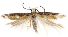 Neopalpa by (c) Vazrick Nazari, some rights reserved (CC BY). Used under a CC-BY license.