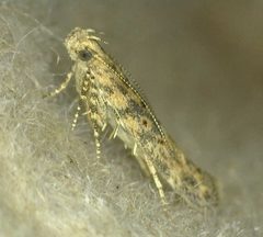Scrobipalpa by no rights reserved, uploaded by drtimk. Used under a CC0 license.