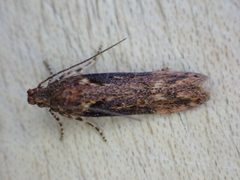 Scrobipalpa by no rights reserved, uploaded by Stephen James McWilliam. Used under a CC0 license.