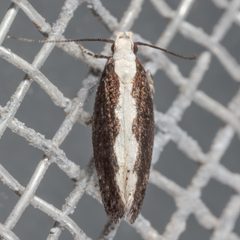 Agnippe prunifoliella by (c) Victor Engel, some rights reserved (CC BY), uploaded by Victor Engel. Used under a CC-BY license.