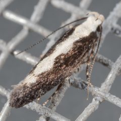 Agnippe prunifoliella by (c) Victor Engel, some rights reserved (CC BY), uploaded by Victor Engel. Used under a CC-BY license.