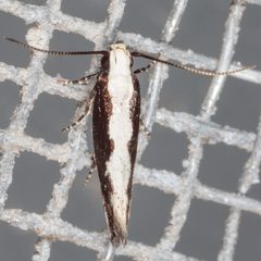 Agnippe prunifoliella by (c) Victor Engel, some rights reserved (CC BY), uploaded by Victor Engel. Used under a CC-BY license.