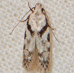 Pseudotelphusa by (c) Andy Reago & Chrissy McClarren, some rights reserved (CC BY). Used under a CC-BY license.