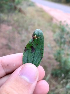 Recurvaria consimilis by (c) gonodactylus, some rights reserved (CC BY), uploaded by gonodactylus. Used under a CC-BY license.