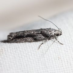 Recurvaria by (c) Ken-ichi Ueda, some rights reserved (CC BY), uploaded by Ken-ichi Ueda. Used under a CC-BY license.