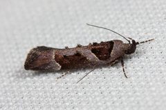 Pseudochelaria by (c) Ken-ichi Ueda, some rights reserved (CC BY), uploaded by Ken-ichi Ueda. Used under a CC-BY license.