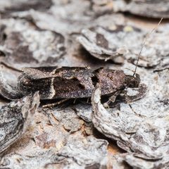 Pseudochelaria manzanitae by (c) Ken-ichi Ueda, some rights reserved (CC BY), uploaded by Ken-ichi Ueda. Used under a CC-BY license.