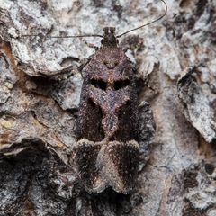 Pseudochelaria manzanitae by (c) Ken-ichi Ueda, some rights reserved (CC BY), uploaded by Ken-ichi Ueda. Used under a CC-BY license.