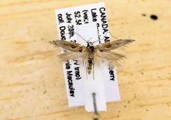 Gnorimoschema triocellella by (c) Doug Macaulay, some rights reserved (CC BY), uploaded by Doug Macaulay. Used under a CC-BY license.