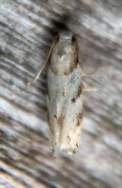 Coleotechnites occidentis by (c) Thomas Irvine, some rights reserved (CC BY), uploaded by Thomas Irvine. Used under a CC-BY license.