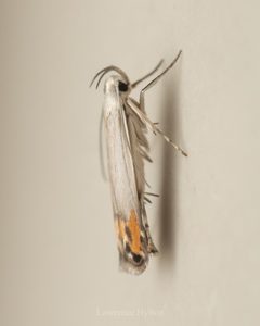Thiotrichinae by (c) Lawrence Hylton, some rights reserved (CC BY), uploaded by Lawrence Hylton. Used under a CC-BY license.
