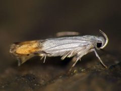 Thiotrichinae by (c) Kai Squires, some rights reserved (CC BY), uploaded by Kai Squires. Used under a CC-BY license.