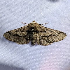 Biston sonomensis by (c) Ken-ichi Ueda, some rights reserved (CC BY), uploaded by Ken-ichi Ueda. Used under a CC-BY license.