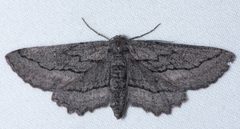 Aethaloida packardaria by (c) Don Loarie, some rights reserved (CC BY), uploaded by Don Loarie. Used under a CC-BY license.