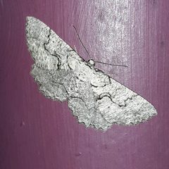Cymatophora approximaria by (c) Steven Joyner, some rights reserved (CC BY), uploaded by Steven Joyner. Used under a CC-BY license.