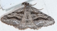 Digrammia continuata by (c) Don Loarie, some rights reserved (CC BY), uploaded by Don Loarie. Used under a CC-BY license.