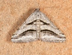 Digrammia curvata by (c) Laura Gaudette, some rights reserved (CC BY), uploaded by Laura Gaudette. Used under a CC-BY license.