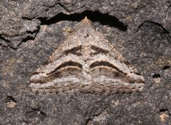 Digrammia curvata by (c) Laura Gaudette, some rights reserved (CC BY), uploaded by Laura Gaudette. Used under a CC-BY license.