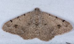 Digrammia delectata by (c) Don Loarie, some rights reserved (CC BY), uploaded by Don Loarie. Used under a CC-BY license.
