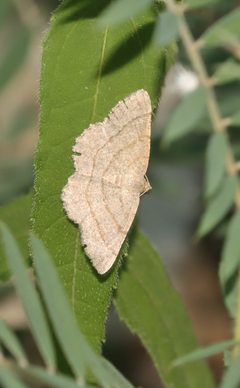 Digrammia equivocata by (c) hr_dragonfly, some rights reserved (CC BY), uploaded by hr_dragonfly. Used under a CC-BY license.