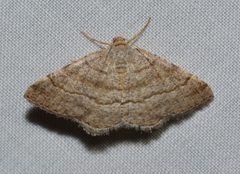 Digrammia eremiata by no rights reserved, uploaded by Chrissy McClarren and Andy Reago. Used under a CC0 license.