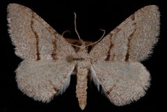 Digrammia setonana by (c) 
Jeremy deWaard, University of British Columbia, some rights reserved (CC BY). Used under a CC-BY license.