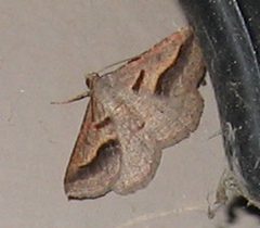 Digrammia subminiata by (c) Donna Fernstrom, some rights reserved (CC BY), uploaded by Donna Fernstrom. Used under a CC-BY license.