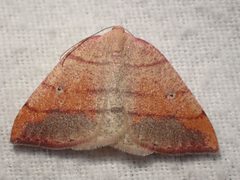 Drepanulatrix carnearia by no rights reserved, uploaded by Ellyne Geurts. Used under a CC0 license.