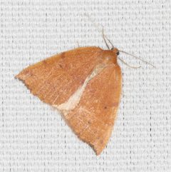 Drepanulatrix falcataria by no rights reserved, uploaded by Scott Loarie. Used under a CC0 license.