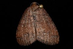 Drepanulatrix foeminaria by (c) Jeremy deWaard. University of British Columbia., some rights reserved (CC BY). Used under a CC-BY license.
