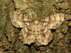 Epimecis hortaria by (c) Katja Schulz, some rights reserved (CC BY). Used under a CC-BY license.