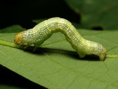 Epimecis hortaria by (c) Katja Schulz, some rights reserved (CC BY). Used under a CC-BY license.