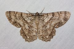 Epimecis by (c) Ken-ichi Ueda, some rights reserved (CC BY), uploaded by Ken-ichi Ueda. Used under a CC-BY license.