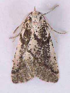 Eucaterva bonniwelli by (c) jimeckert49, some rights reserved (CC BY). Used under a CC-BY license.